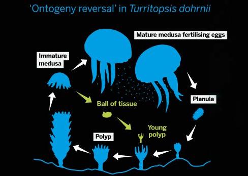 What are some mind-blowing facts about biology?-第3张图片