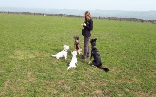 What are some vital dog training tips?